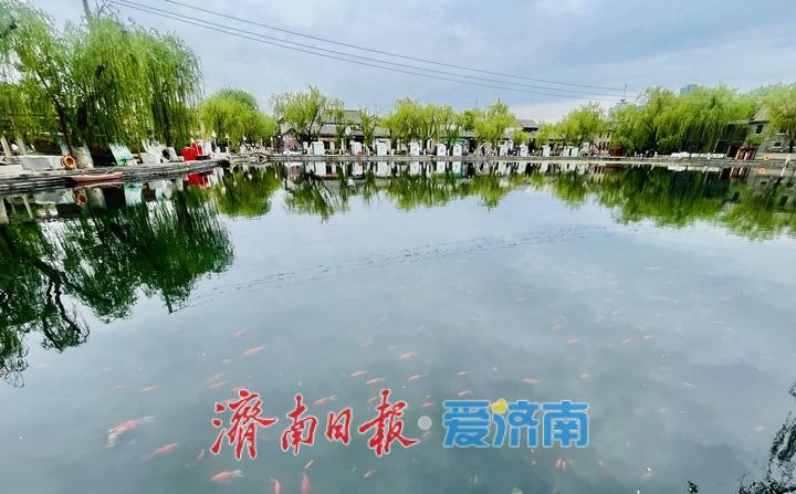 一年四季 泉在济南丨泉城春深处 晴波映古街