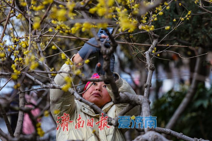 济南大明湖景区腊梅迎来盛花期，冬日亭廊添诗意