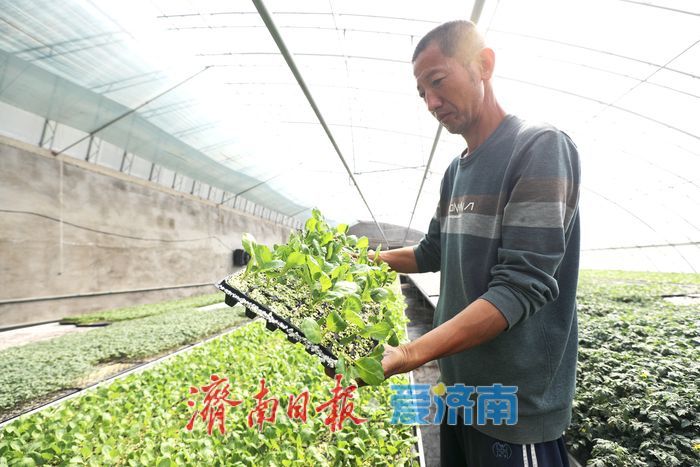 春日育苗忙 科技赋能 “苗壮苗优”