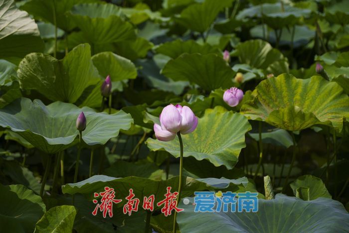 一年四季 泉在济南 