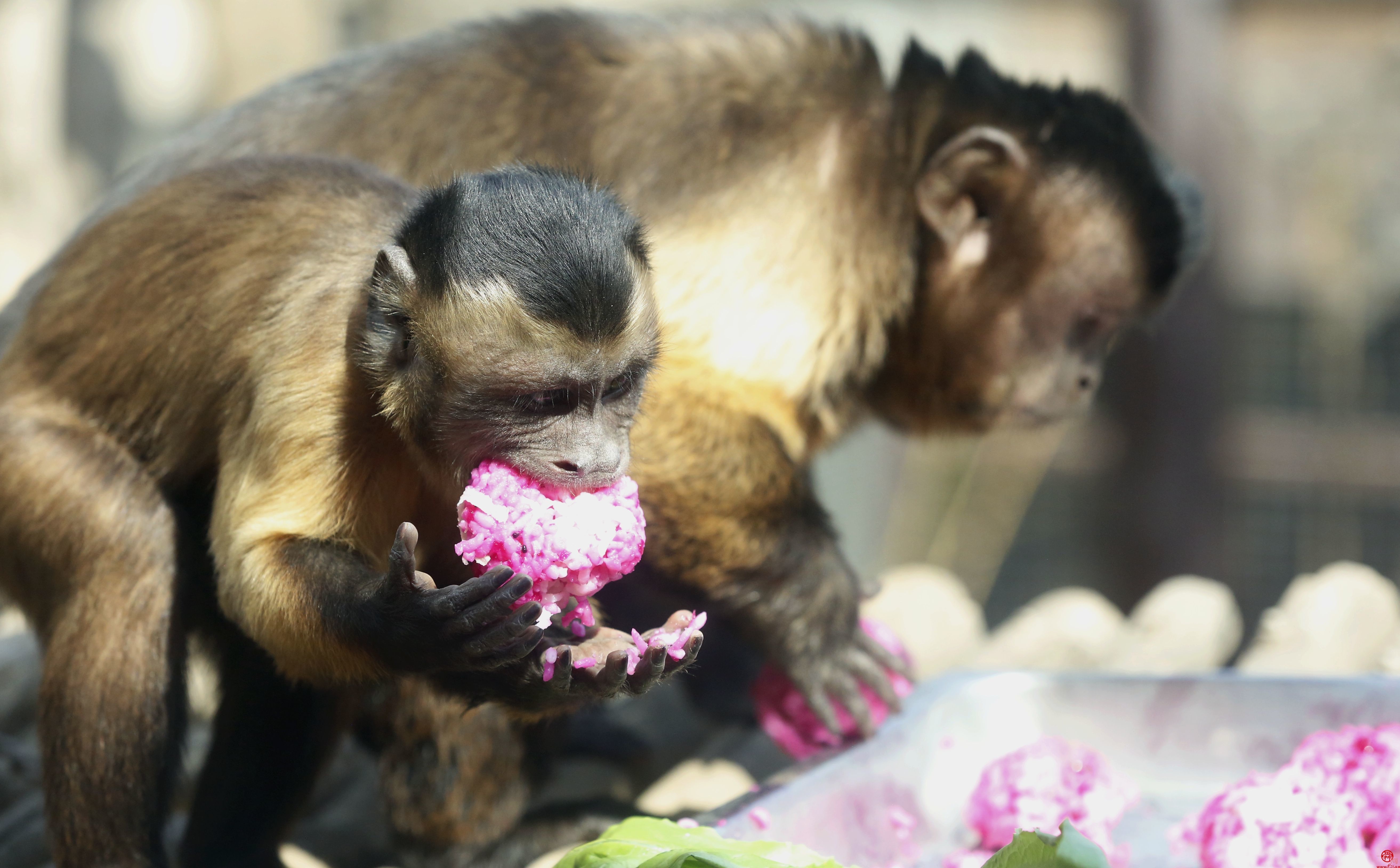 食物丰容新体验 奏响美食交响乐——济南动物园开展清明节动物丰容特色活动
