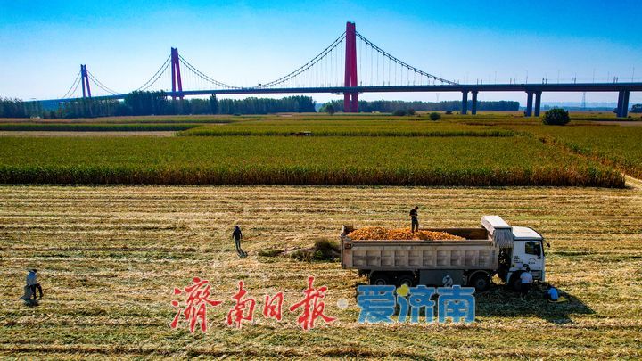 良田绘秋色 丰收正当时