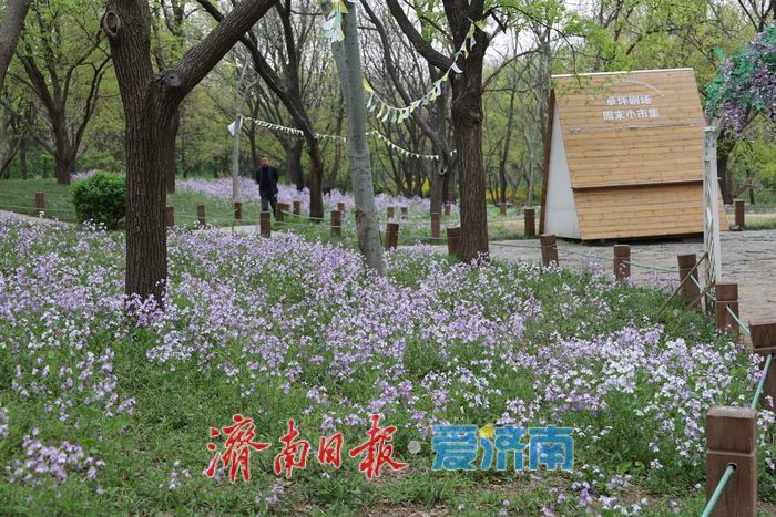 一年四季 泉在济南丨美翻了！千佛山二月兰盛开铺就“紫色海洋”