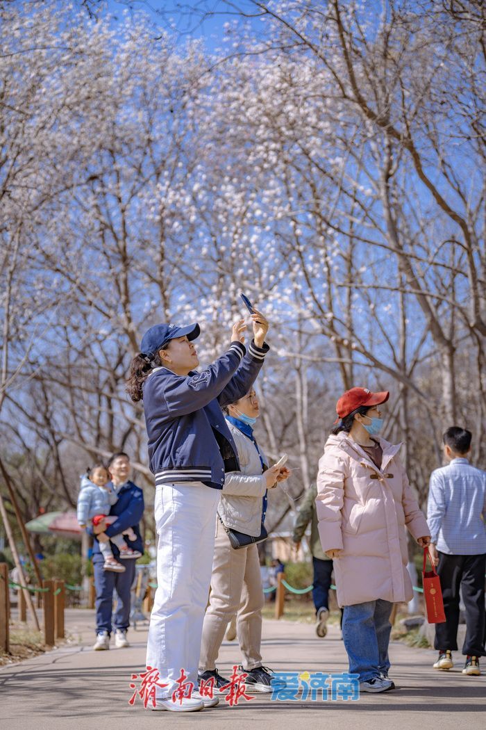 一年四季 泉在济南丨迎春花、玉兰、梅花竞相绽放，泉城公园一派春意盎然