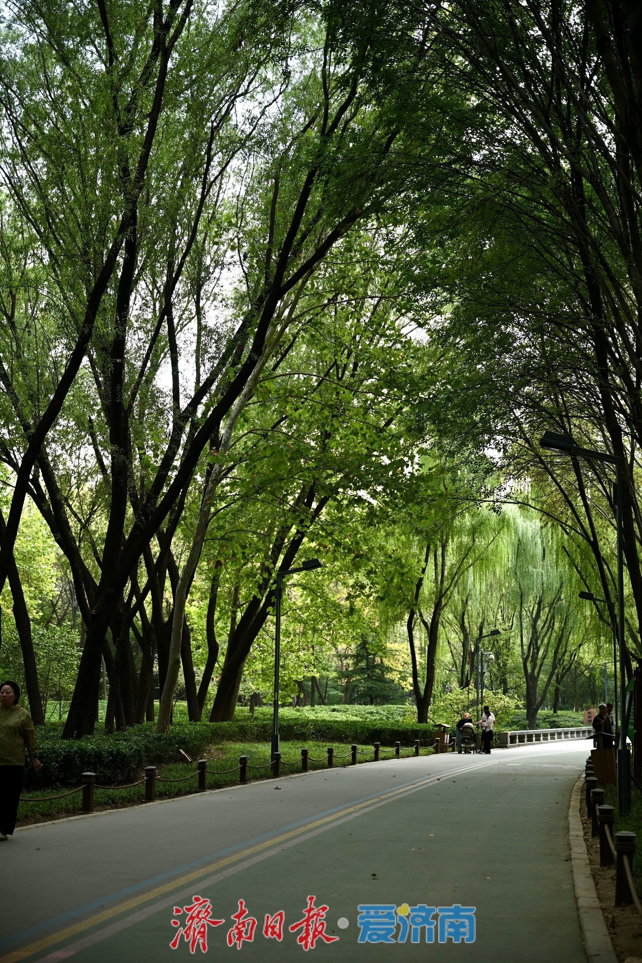 一年四季 泉在济南丨秋染林海景如画 济南森林公园乐享休闲好时光