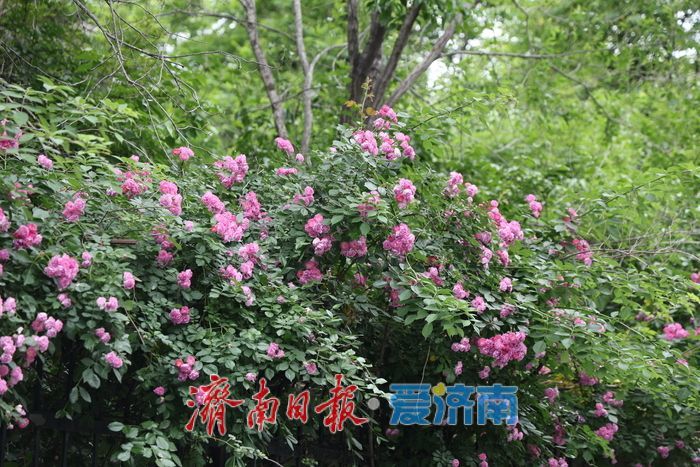 千佛山蔷薇花带扮靓登山路 “花漾”景致引游客驻足流连