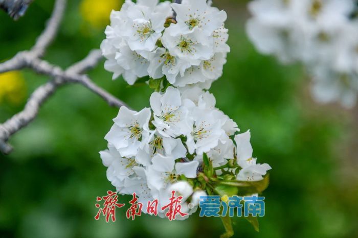 春日暖阳，带你奔赴浪漫花约，济南市特色林果赏花攻略来啦→