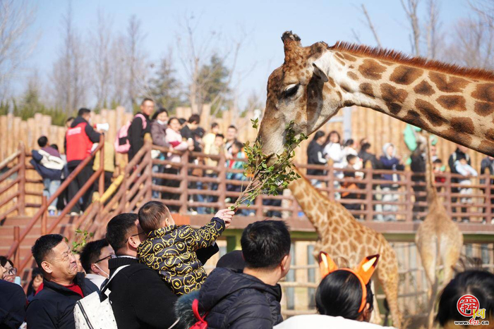 济南野生动物世界春节假期圆满收官 近20万人打卡！