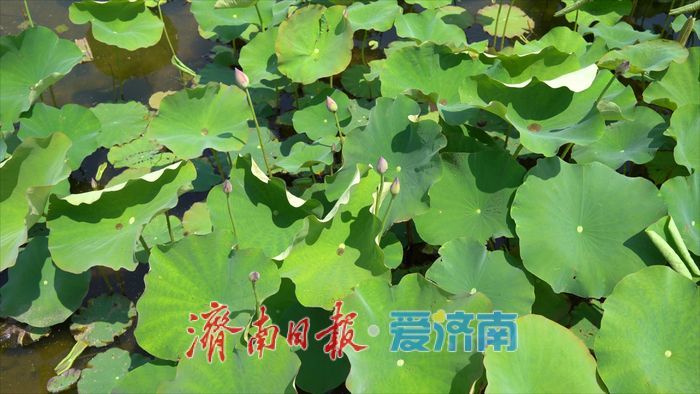 曾搭卫星游太空 今朝安家黄河边 遥墙街道千亩“水果莲”下月采收