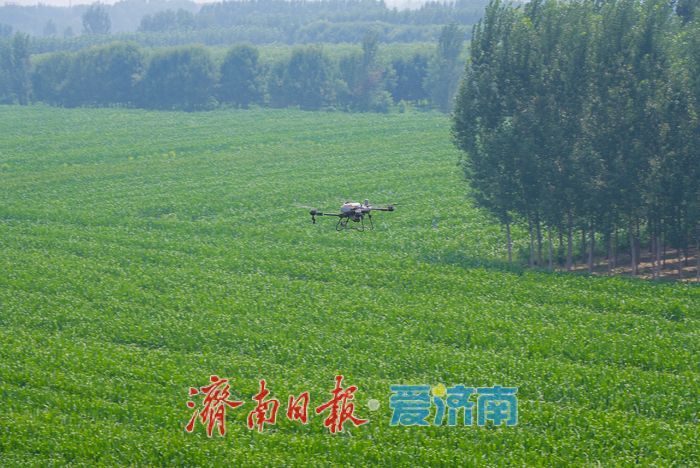无人机上阵！稻田施肥跑出“科技加速度”