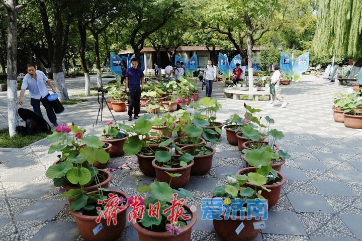 赏荷寻雅趣 市民打卡荷花文化雅集