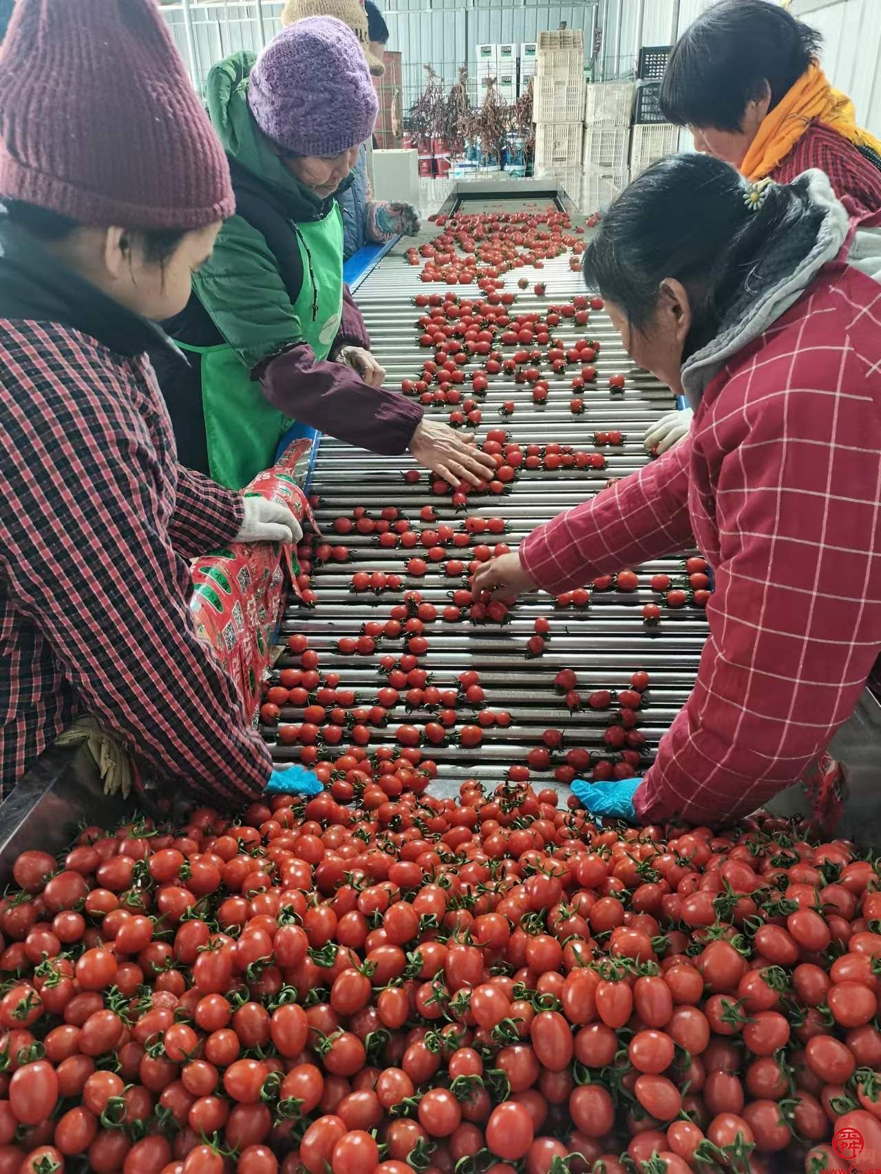 济阳区新市镇史家寺村玲珑果产销两旺