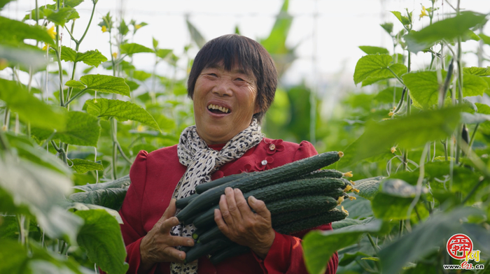 曲堤黄瓜品牌价值14.91亿元 济南农业品牌强市战略成效显著