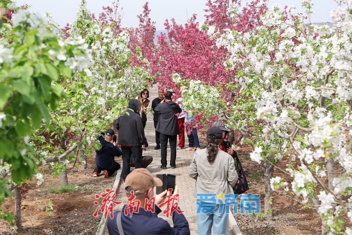 千亩海棠盛放寄母山 赏花经济激活乡村增收