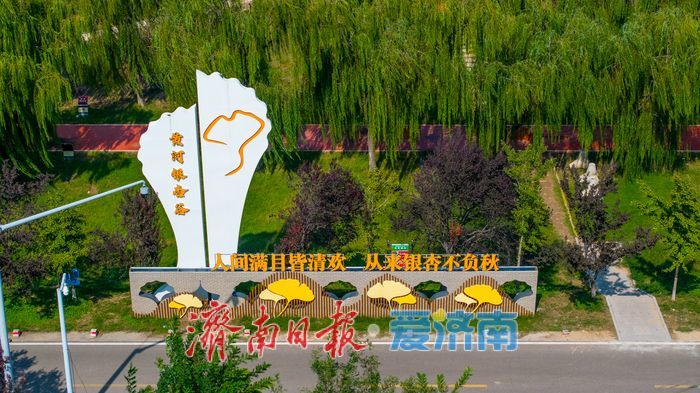 金色盛宴即将开启！济南黄河银杏林最佳观赏期预告，收好这份打卡攻略