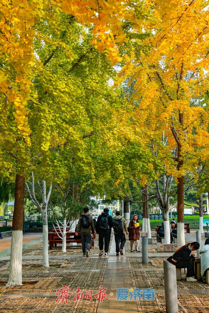 一年四季 泉在济南丨金叶翩跹映泉城，广场银杏醉游人
