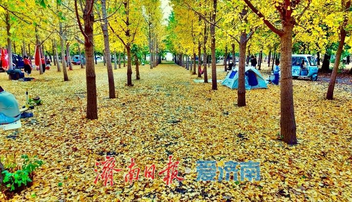 一年四季 泉在济南丨黄河岸边银杏初染金，市民抢先打卡秋日浪漫