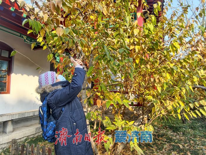 一年四季 泉在济南丨冬日“香氛”已剧透！趵突泉沧园蜡梅含苞待放