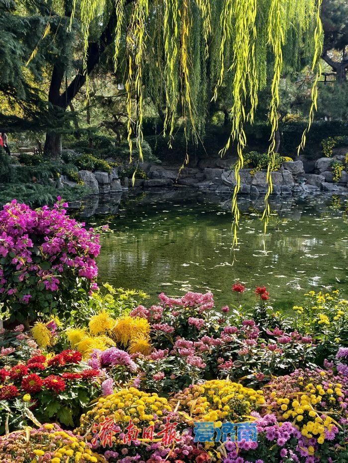 泉畔初冬，被菊花镶上了“金边”