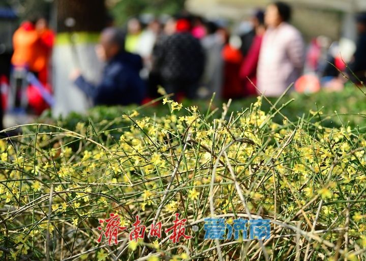 繁花作序 市井成歌 百花公园玉兰市集演绎春日“花漾”盛宴