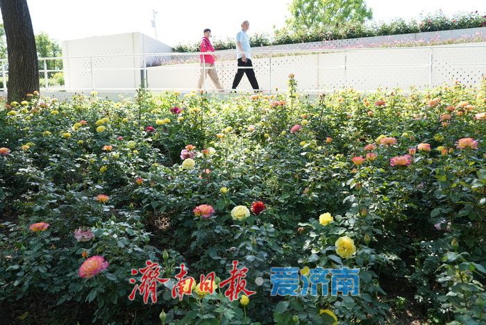 济南西部“七彩花田” 绽放如梦幻调色盘