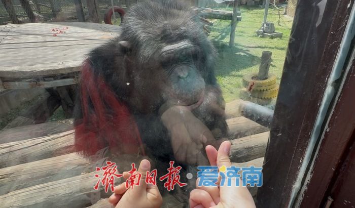 五一假期济南野生动物世界迎客流高峰 游客与动物“亲密接触”欢乐多