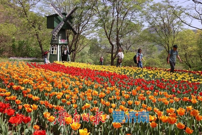 郁金香花开成海！济南红叶谷变身“莫奈花园”，春日顶流打卡地藏不住了！