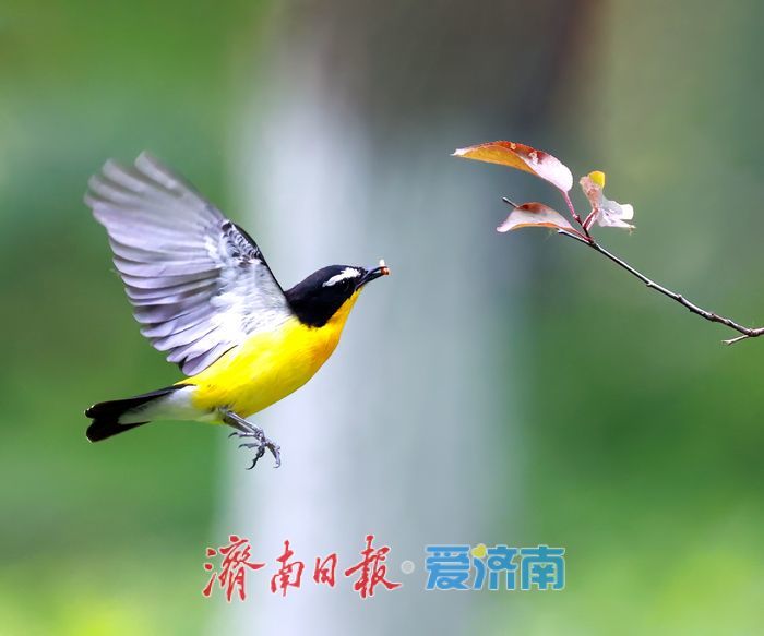“鸭蛋黄”现身济南华山湖！