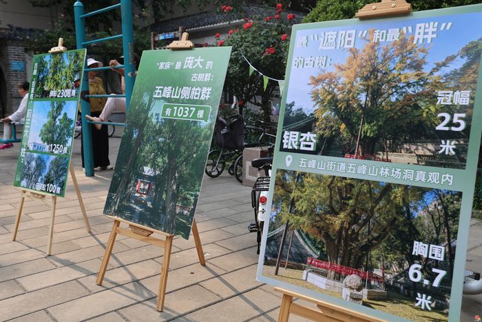 创新潮范足！“古树济南·商埠‘Tree-walk’派对”大型文化活动落幕