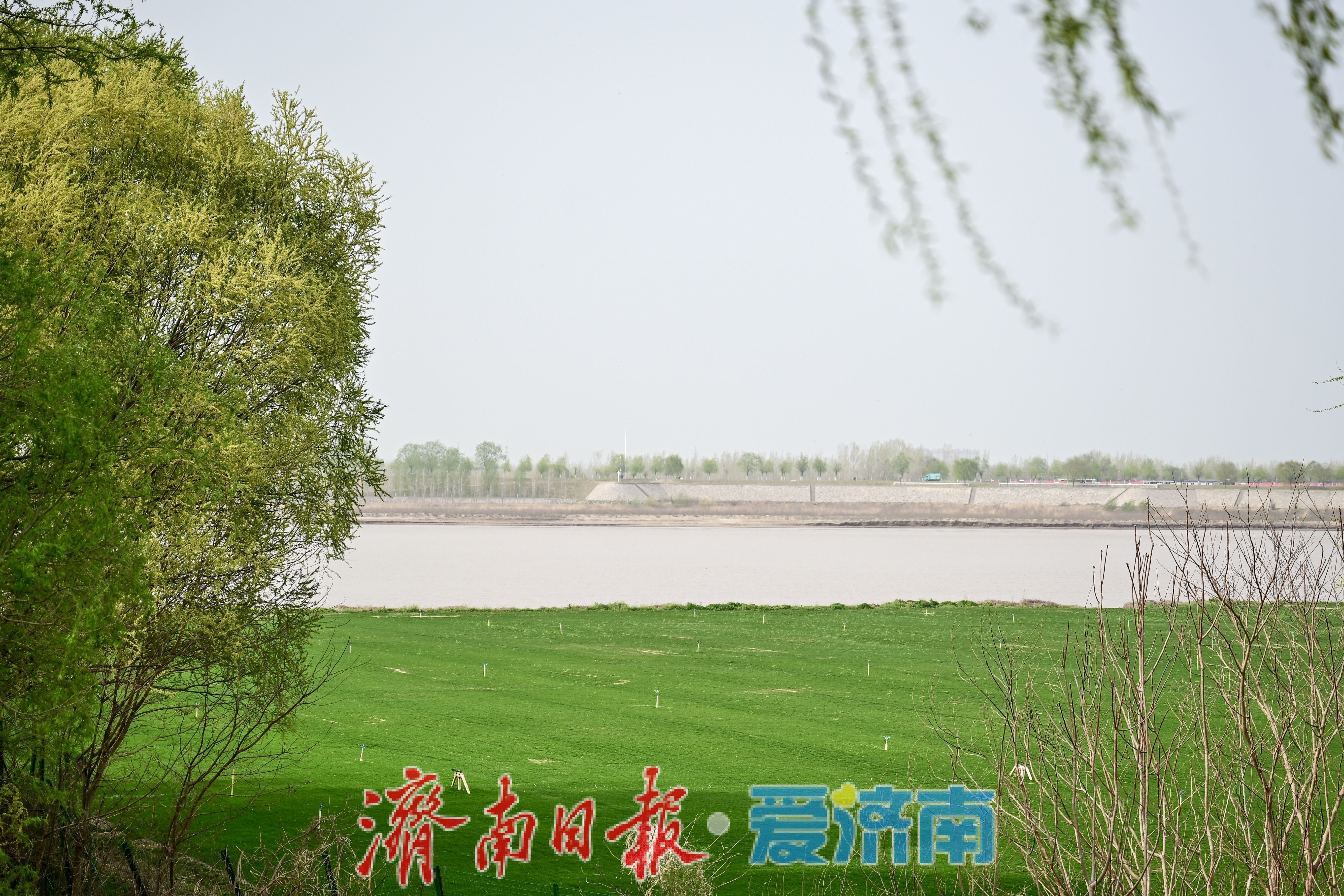 黄河岸边春意浓 麦苗返青绘新景