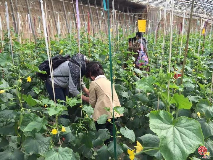 章丘区：开展专家服务活动 发展特色农业 助力乡村振兴发展