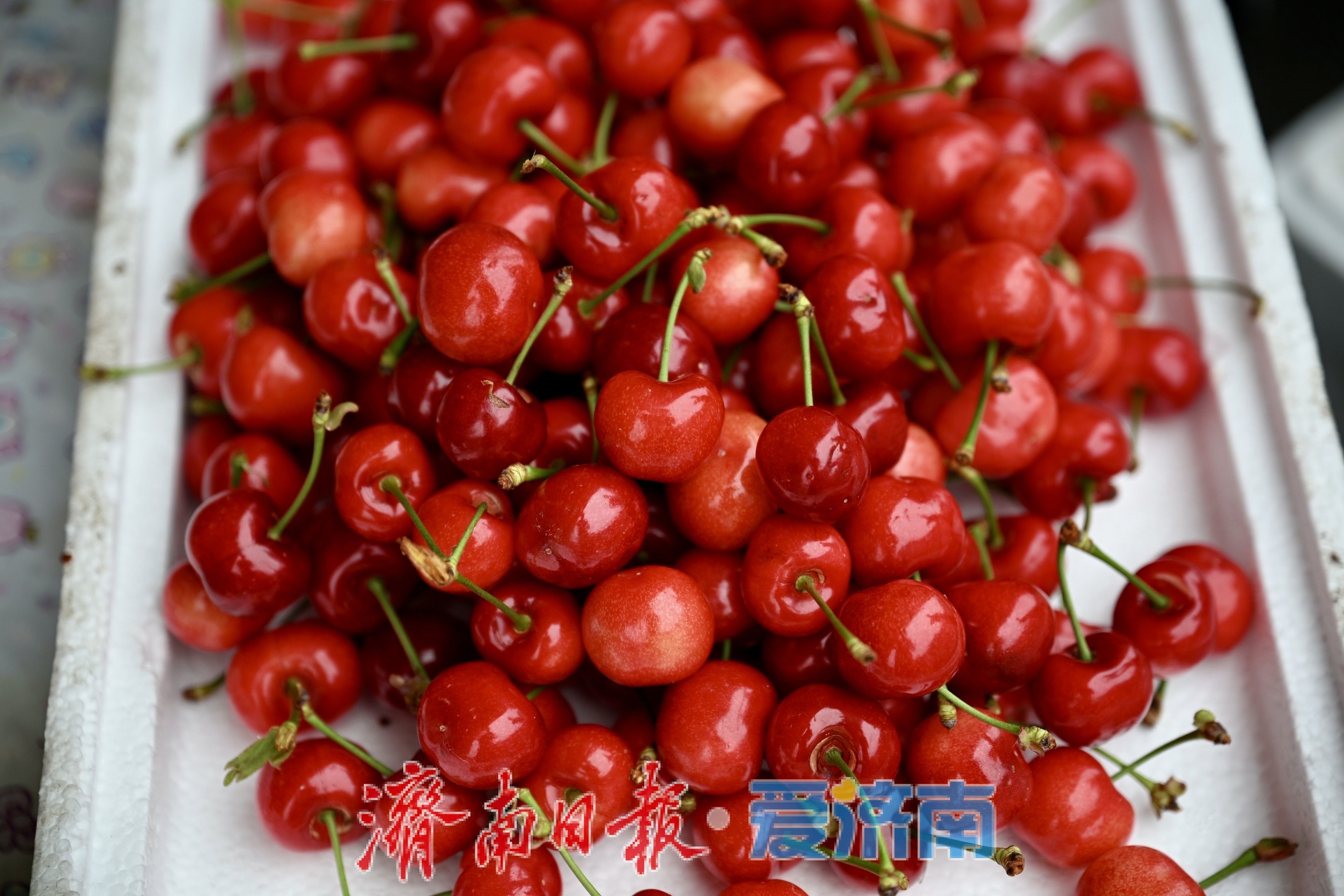 堤口果品批发市场迎樱桃购销热潮 南山樱桃成焦点