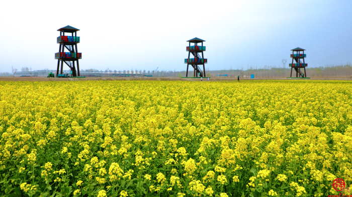 槐荫：这是一座充满独特气质的文化之城