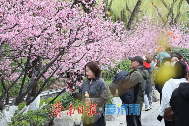 趵突泉春意浓 美人梅盛放醉游人