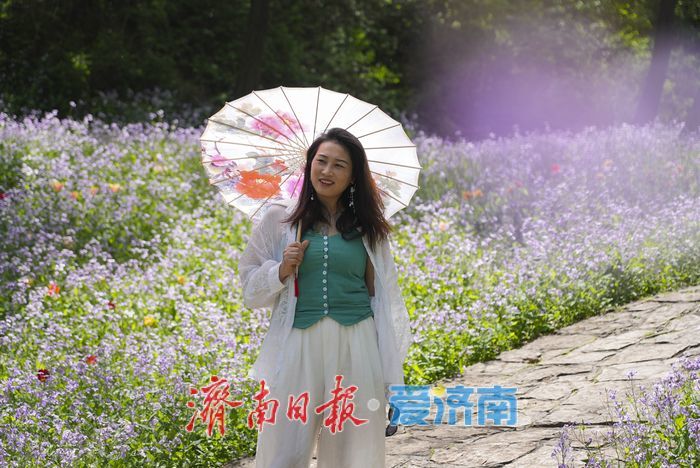 春日限定紫色浪漫！红叶谷二月兰进入最佳观赏期