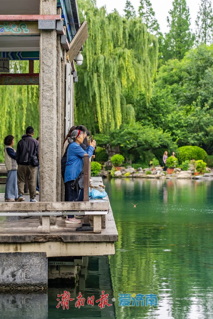 一年四季 泉在济南丨千泉竞涌，泉水叮咚 勾勒泉城独有灵动诗意