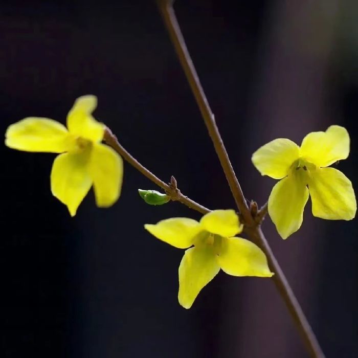 连翘花开，济南千佛山披上金色盛装