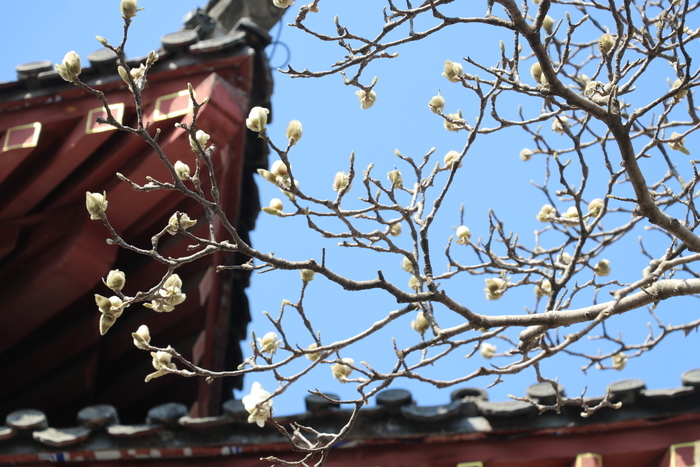 沉浸式感受济南这座城的春天