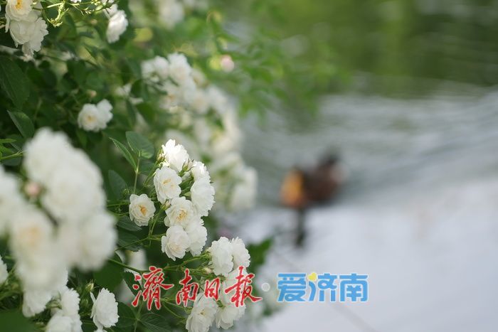 蔷薇花海灿若云霞 肆意盛放尽显诗意