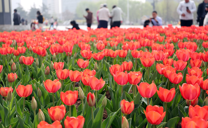 美了美了！泉城广场郁金香盛开，你打卡了吗？