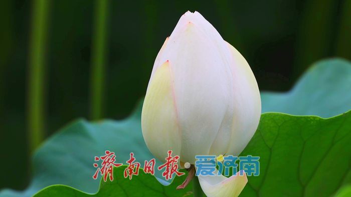 夏雨润荷 美里湖现诗意画卷