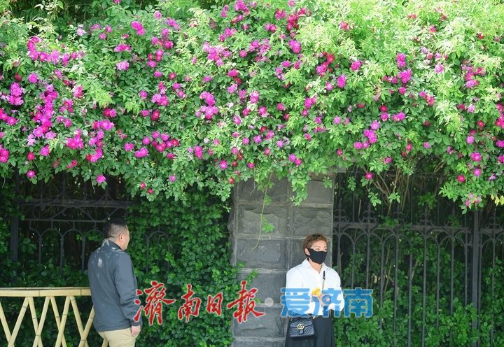 泉畔最美蔷薇“花墙”浪漫绽放