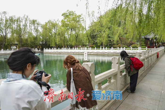 谷雨时节 济南珍珠泉泉涌如珠