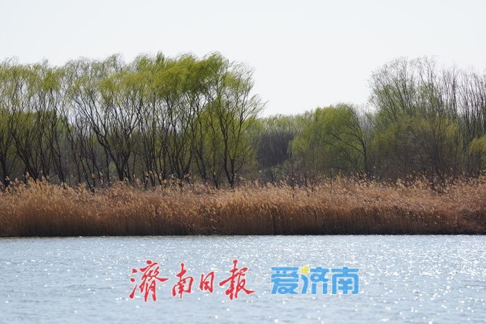 春满泉城绿意浓 玉符河畔踏青忙