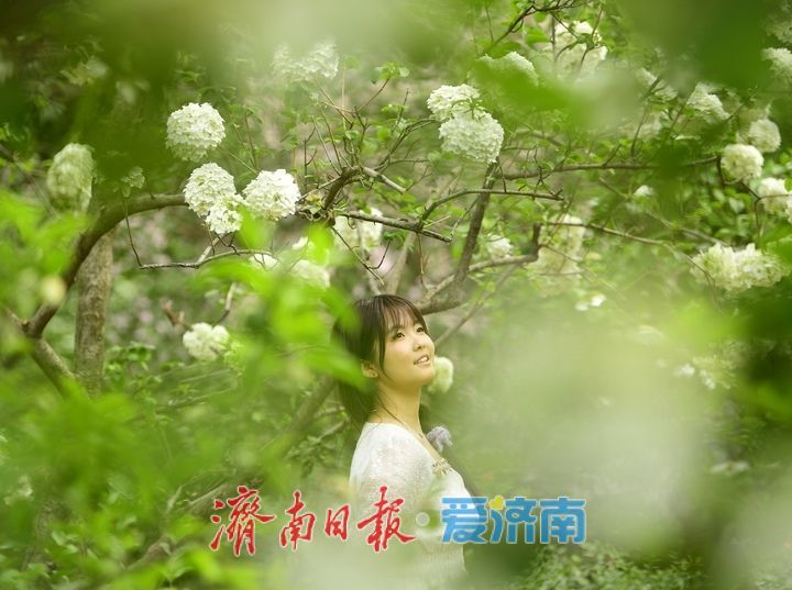 暮春时节花满园，泉城“绣球”惹人爱