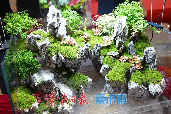 方寸之间藏天地！展会水陆缸微景观造景大赛激战正酣，高手齐聚济南
