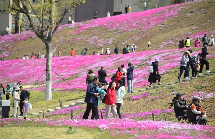 “泉”在济南过五一｜济南最大福禄考花海清明假期人气爆棚