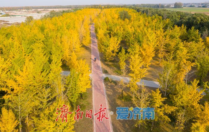 一年四季 泉在济南丨金叶翩跹母亲河 百亩银杏绘就生态画卷