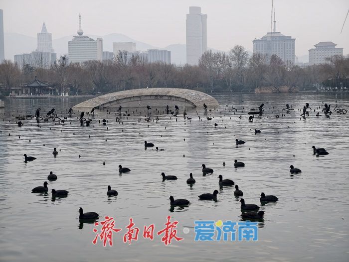 白骨顶鸡“组团”栖息越冬，见证泉城生态之美