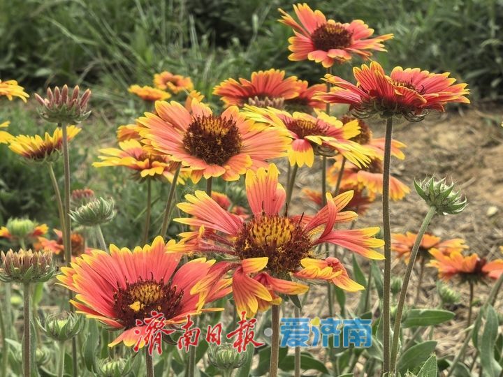 立夏时节 济南腊山河变身“莫奈花园” 